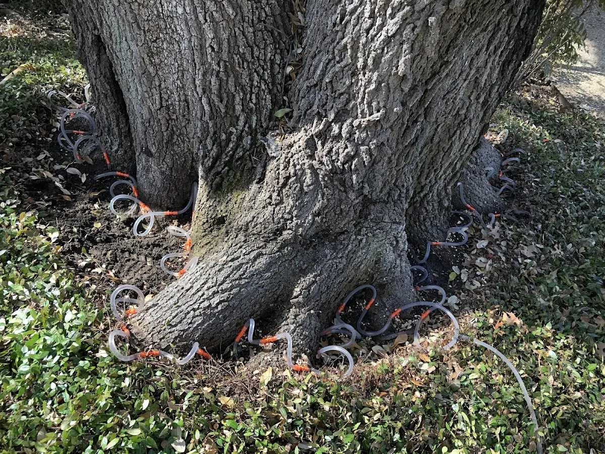 Detailed Tree Cabling and Bracing job site in Mount Auburn