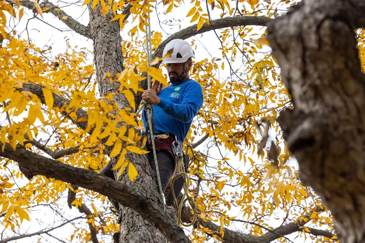 Skilled Storm Damage Cleanup crew working in Mount Auburn
